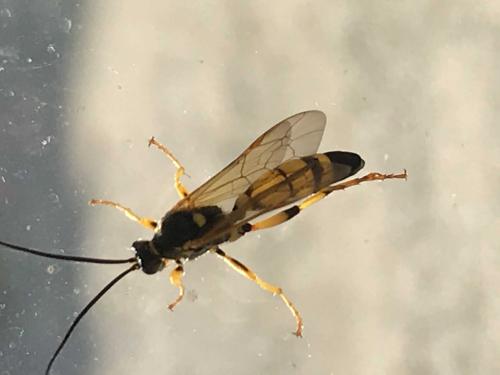 Réf. 241 189 : Ichneumon xanthorius